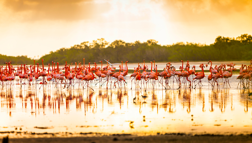 flamingo collection