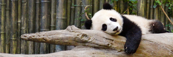 panda sleeping on a log