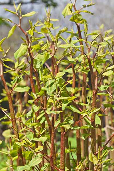 Japanese knotweed